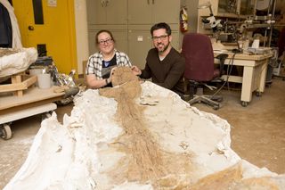 The study's lead researcher, Victoria Arbour (left), and senior researcher David Evans (right) sit next to the tail club of Z. crurivastator.