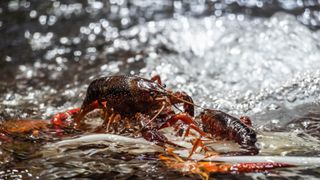 Freshwater Crayfish