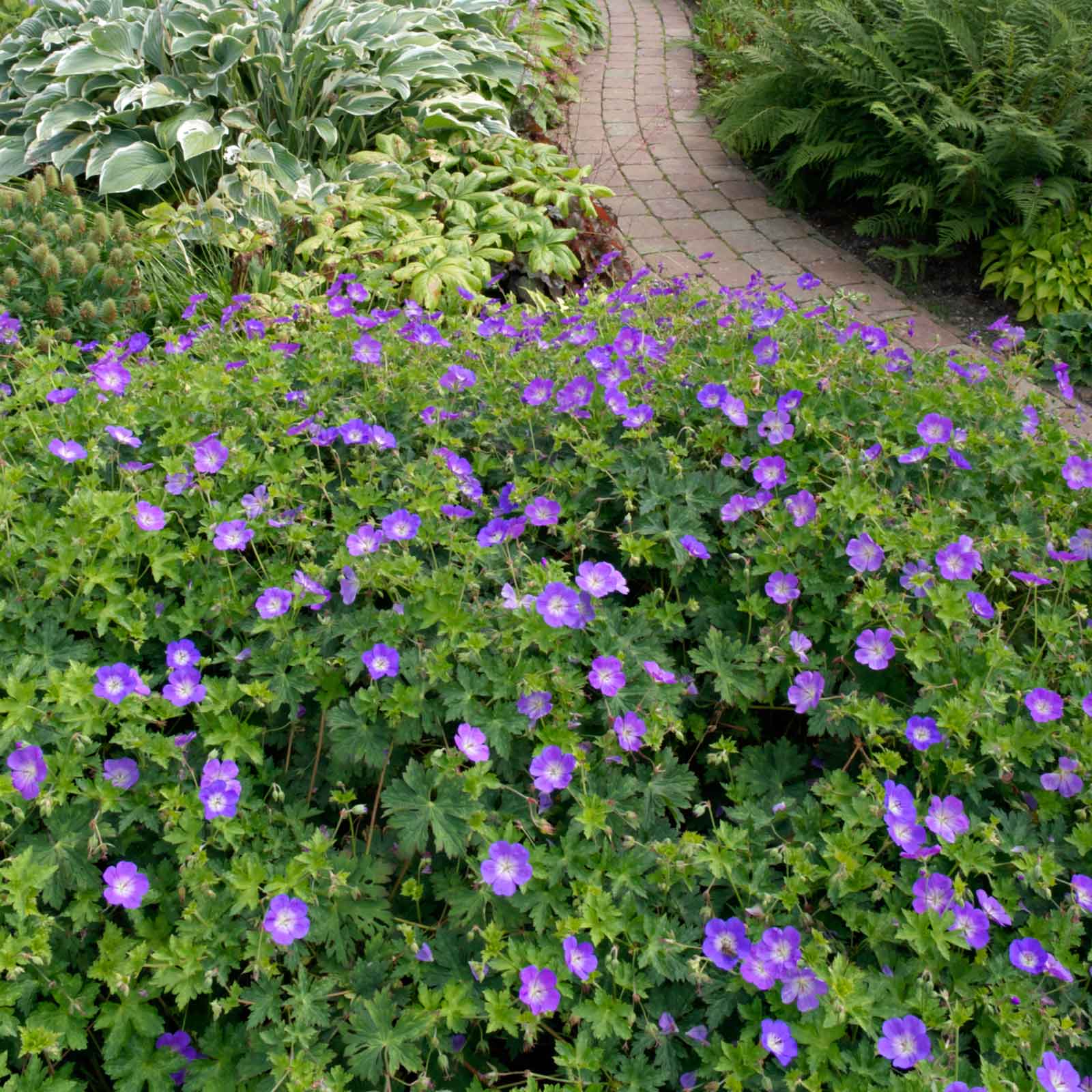 Geranium Roots - Rozanne
