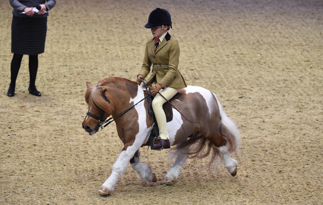 Brinleyview Cammanche (134), exhibited by Georgia James for the owner Mrs A Stevens; during the BSPS Ridden M&amp;amp;M Championship at the Olympia International Horse Show at Olympia, London, UK; on 19 th December 2016