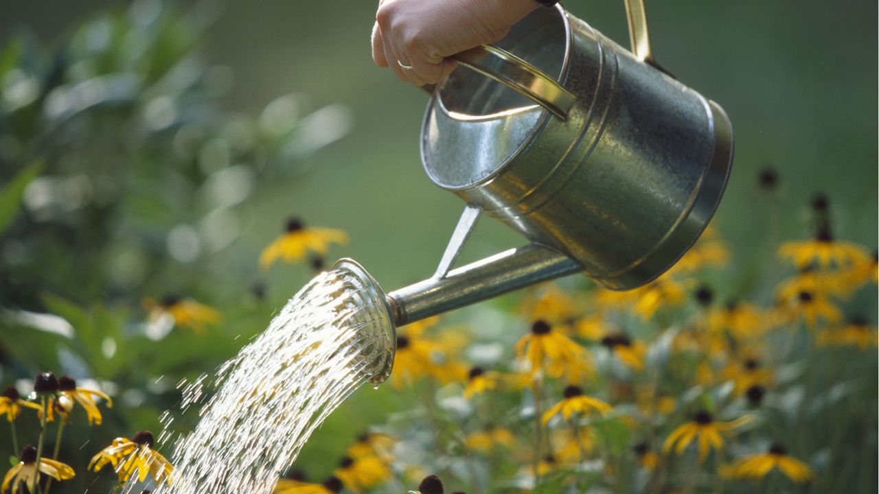 Can you water plants with dishwater?