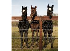 sport-horse.jpg