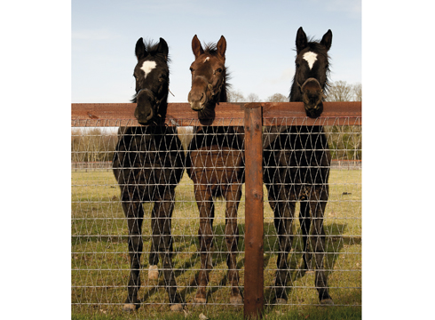sport-horse.jpg