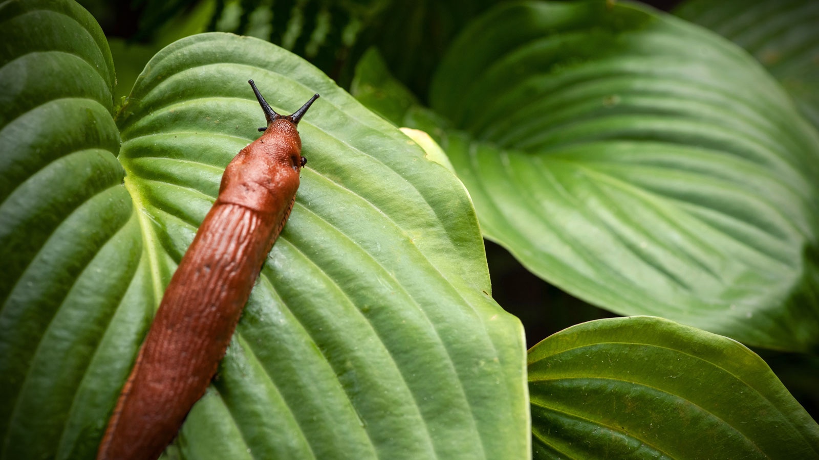 slug on leaves of hosta plant