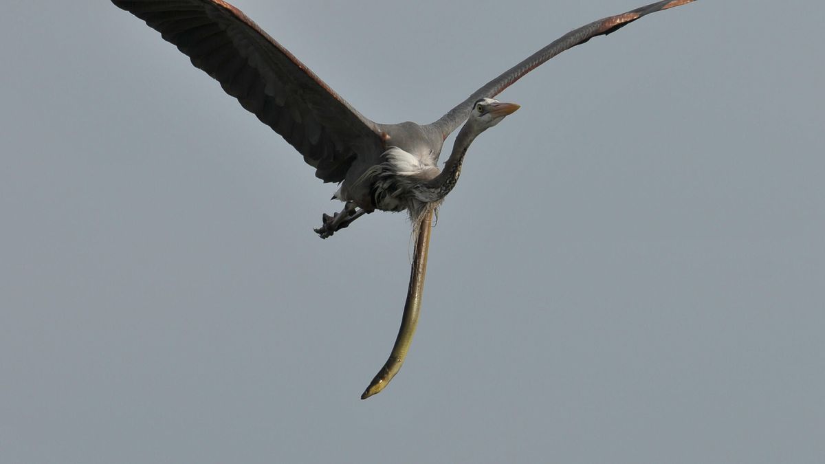Alien-like photo shows eel dangling out of herons stomach in midair Live Science