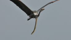 A heron likely regretted eating an eel after it burst out in midair.