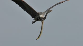 A heron likely regretted eating an eel after it burst out in midair.