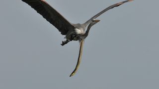 A heron likely regretted eating an American eel after the eel burst out of its stomach in midair.