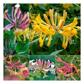 A split-screen collage of multi-hued honeysuckle varieties