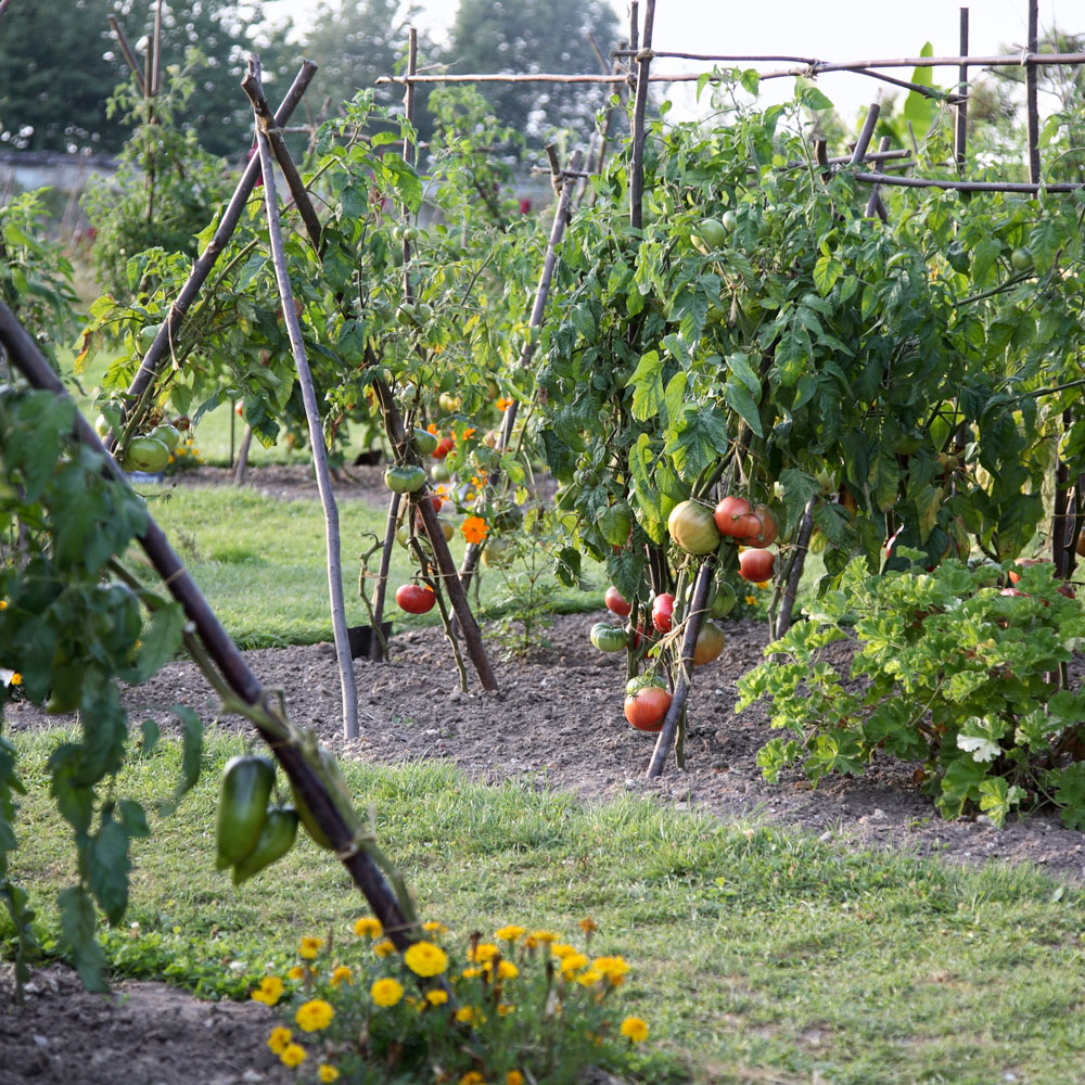 tomato farm