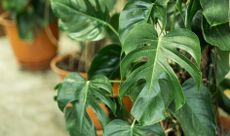 close up of Monstera deliciosa plants in terracotta pots