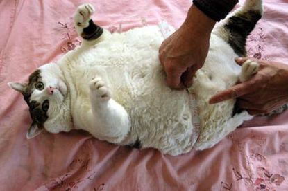 health, fat, obesity