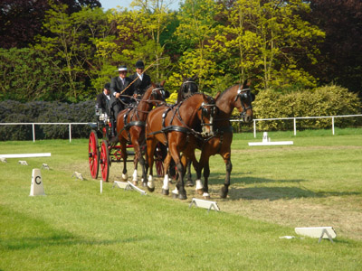 drivingdressage.jpg