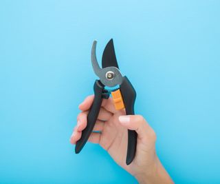 A hand holds garden shears against a blue background