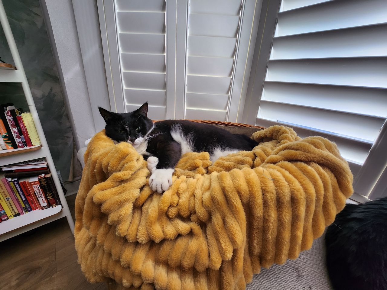 Samsung Galaxy Z Flip 4 camera sample cat basket ultrawide