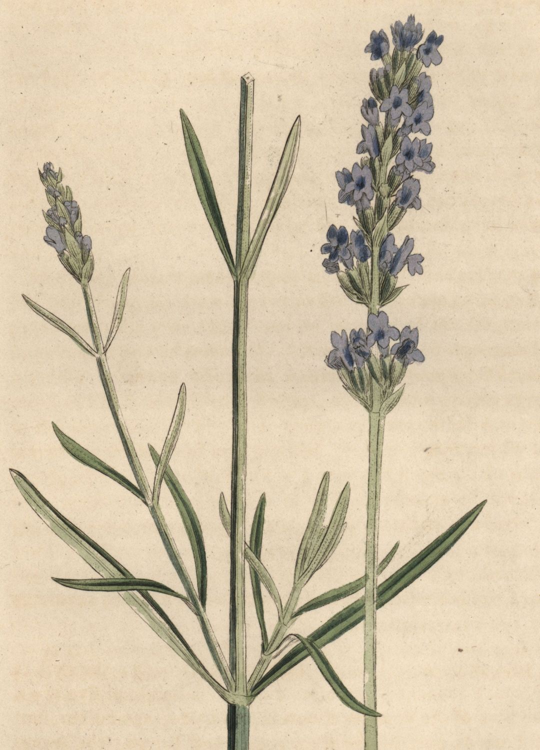 Lavender