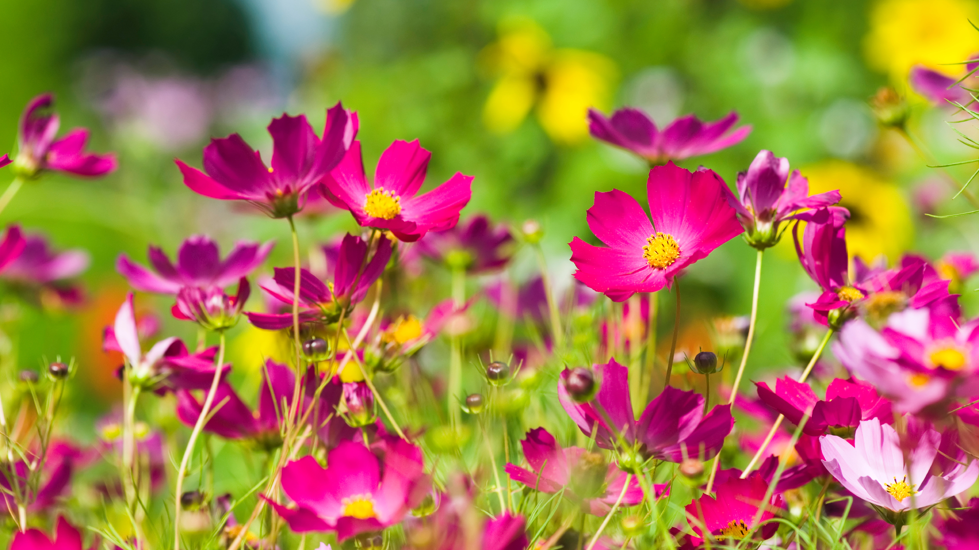 cosmos in garden