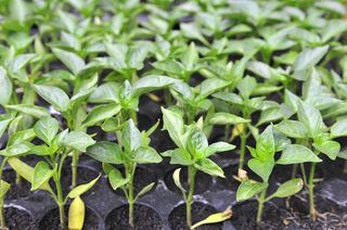 Chili plant seedlings being germinated.