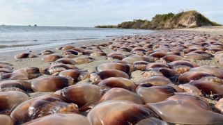 Hàng nghìn con sứa súng thần công dọc theo bờ biển Bắc Carolina.