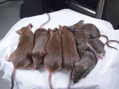 cloned mice