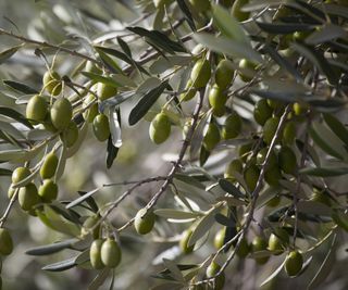 A European Olive Tree