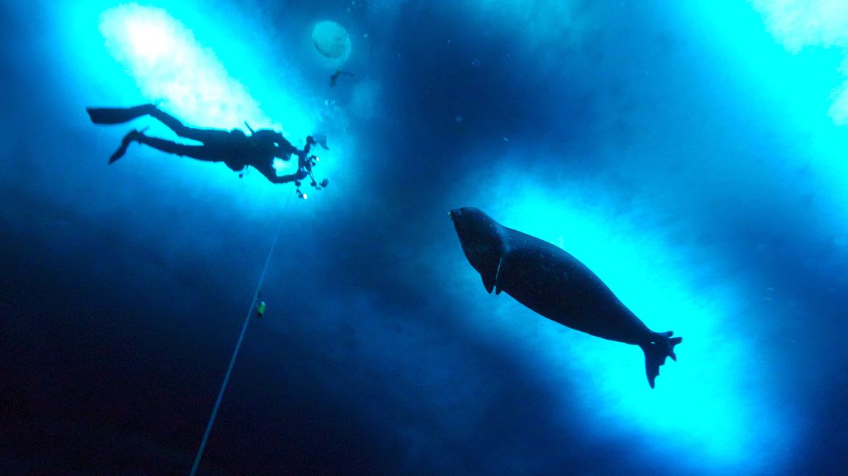 A diver in Antarctica&#039;s McMurdo Sound observes a Weddell seal swimming toward him.