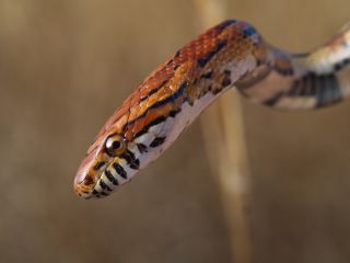 BBC Earth Framed in Nature still showing a cornsnake