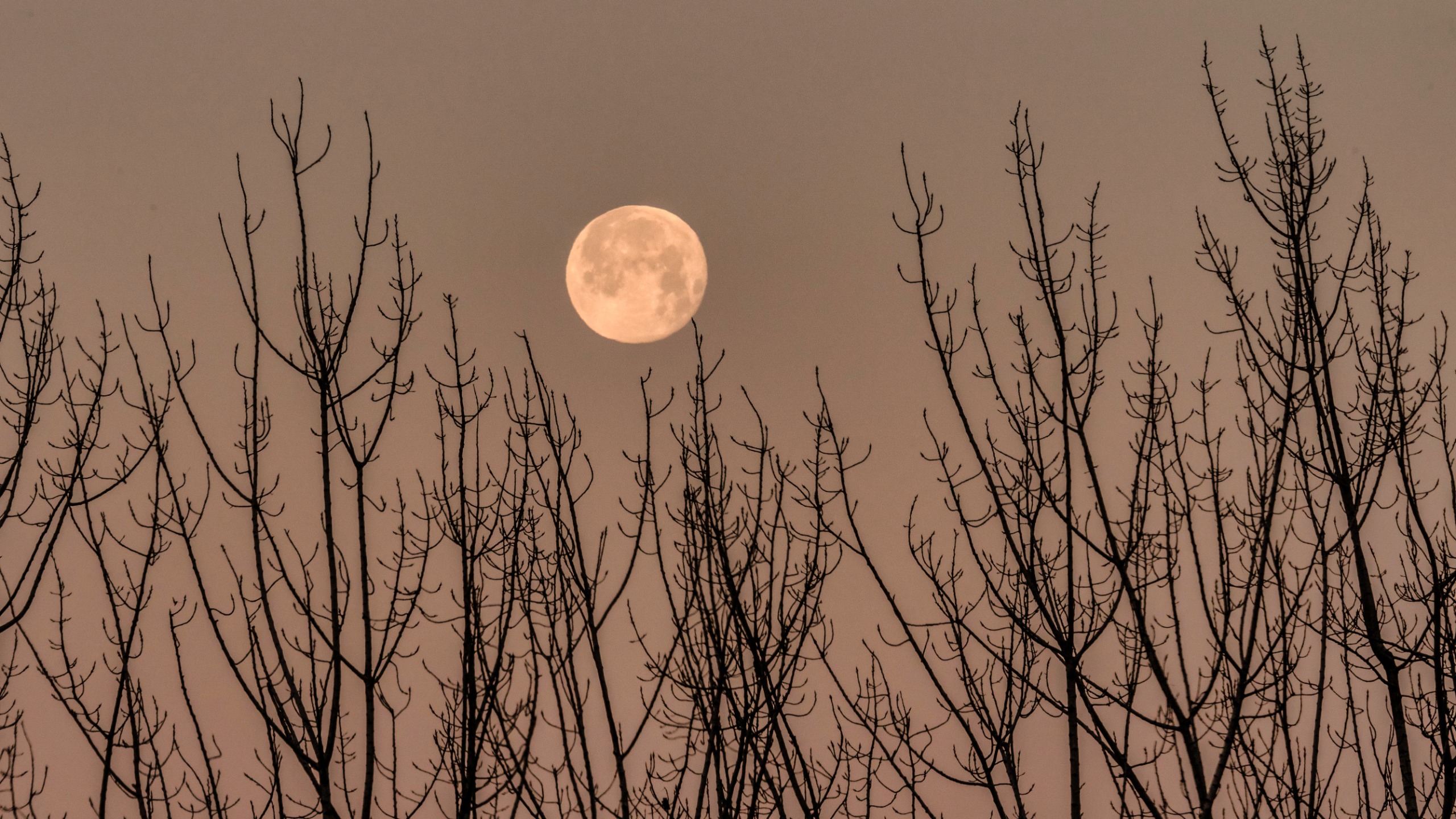Full moon over bare trees