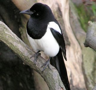 This European magpie may be able to recognize people by their faces. Watch out, he may try to dive-bomb you! 