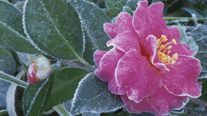 camellia with frost 