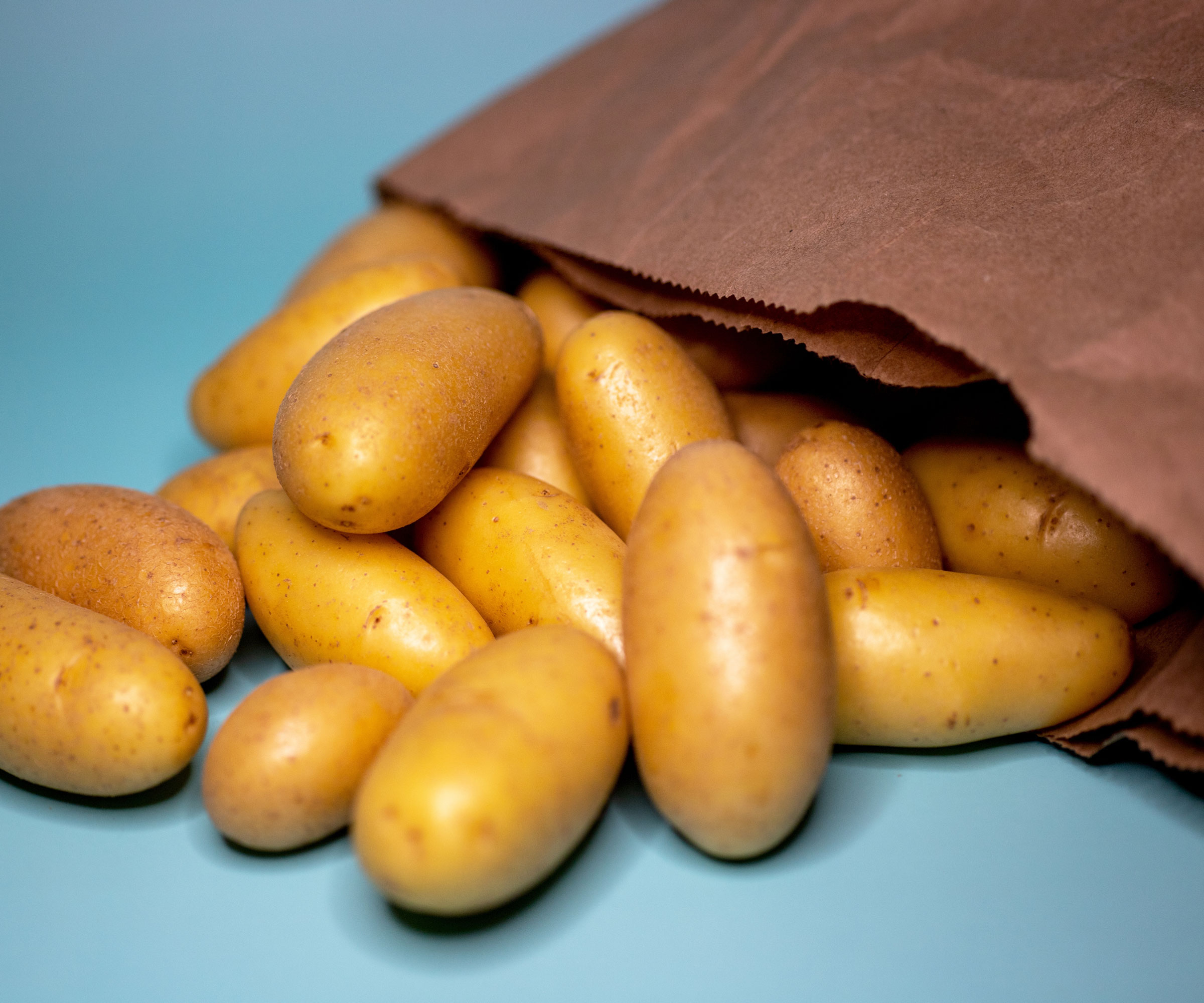 Russian Banana fingerling heirloom potato harvest in a bag