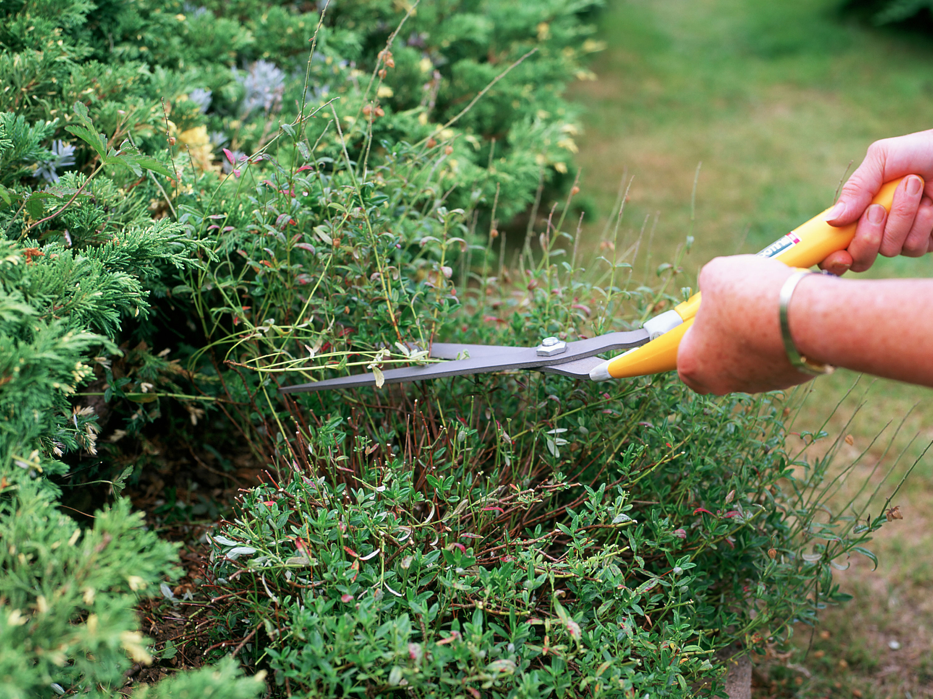 best garden shears hands holding garden shears trimming plants