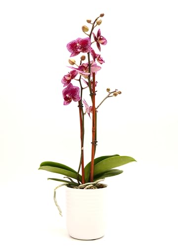 Decoblooms Premium Purple 3&amp;rdquo; Orchid Live Indoor Plant (modern Pot Included) &amp;ndash; Grown in the Usa - Fresh Flowering Home Decor Delivery for Birthday, Anniversary, Sympathy, Wedding, Mother's Day