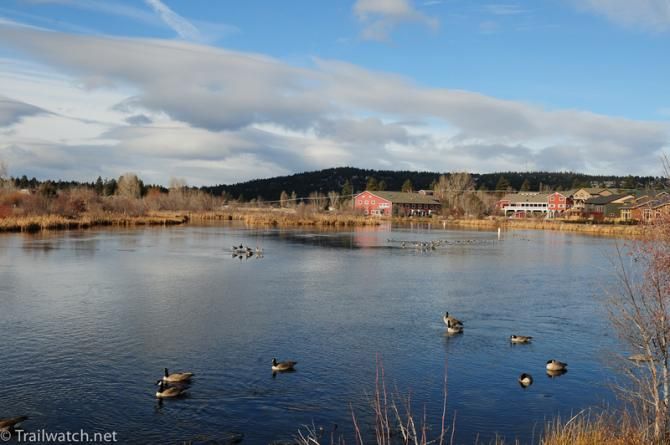 The ducks were enjoying a quiet morning before all the cyclocross fans arrived