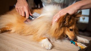 Brushing a Sheltie's fur