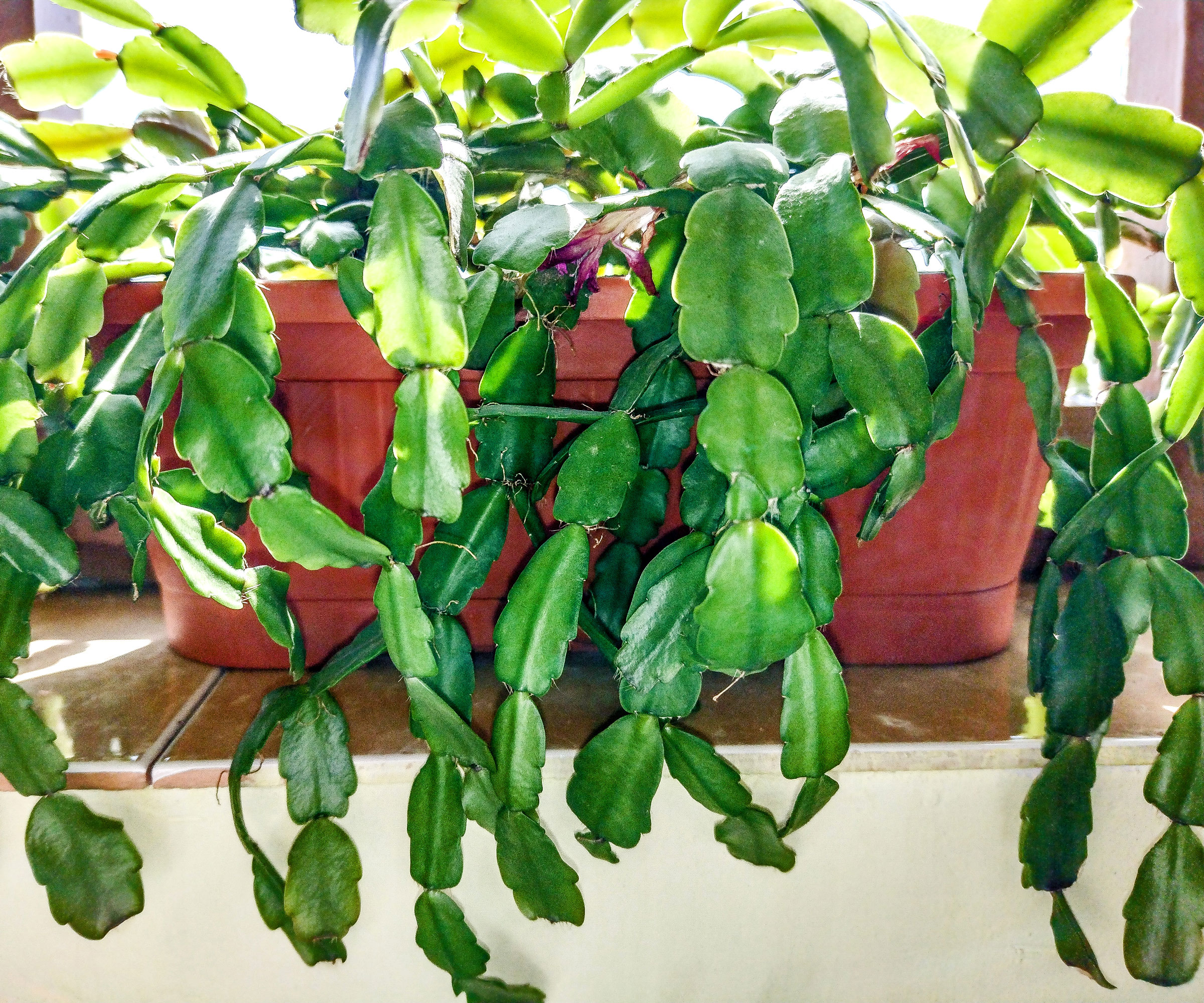 Christmas cactus with no flowers in brown pots