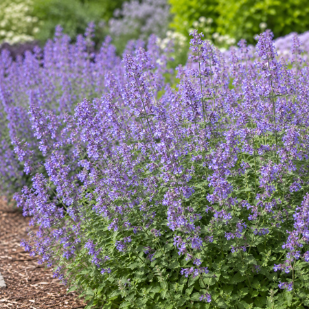 Set 2 Cat Mint Plants Live for Planting, Purrsian Blue Catmint Herb in Home Garden, 2-4 Inch Tall