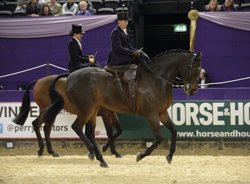 Showing-HOYS.jpg