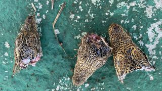 Severed heads of three baby crocodiles.