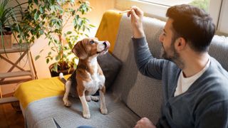 Beagle dog waiting for a treat