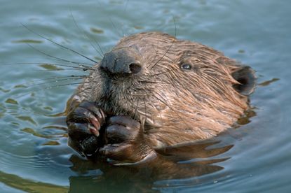 Beaver reportedly takes man hostage in Latvia. 
