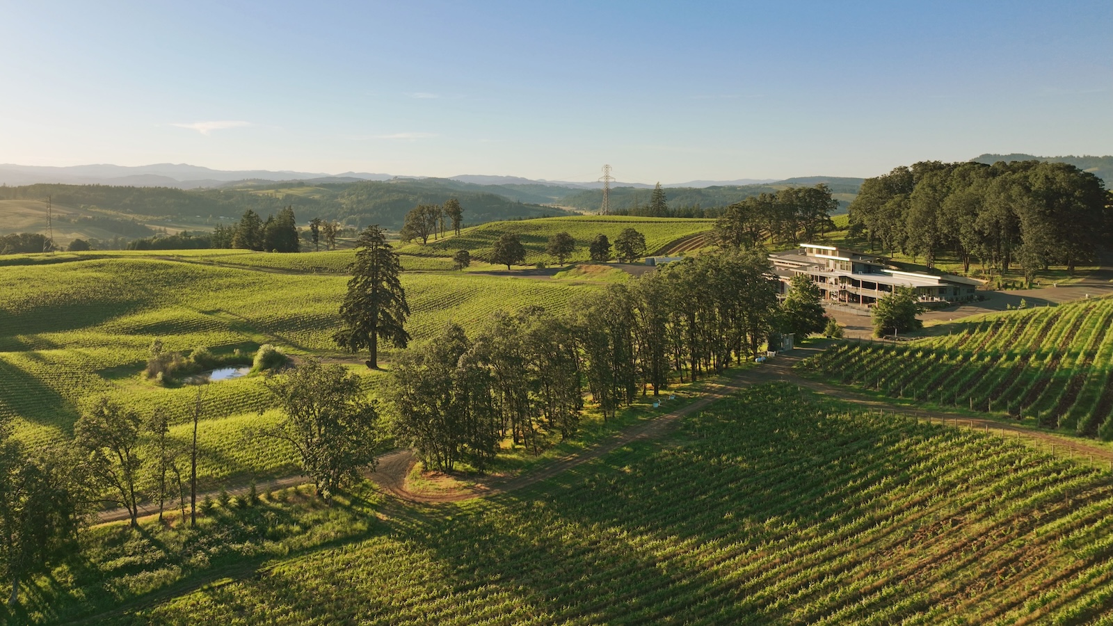 An aerial view of Alexana estate vineyards in Oregon's Dundee Hills AVA