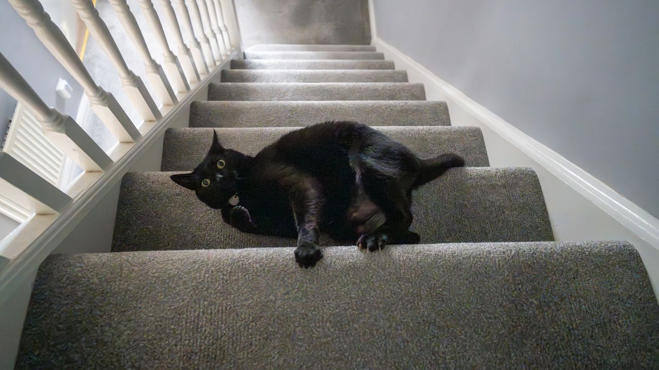 Black cat on stairs