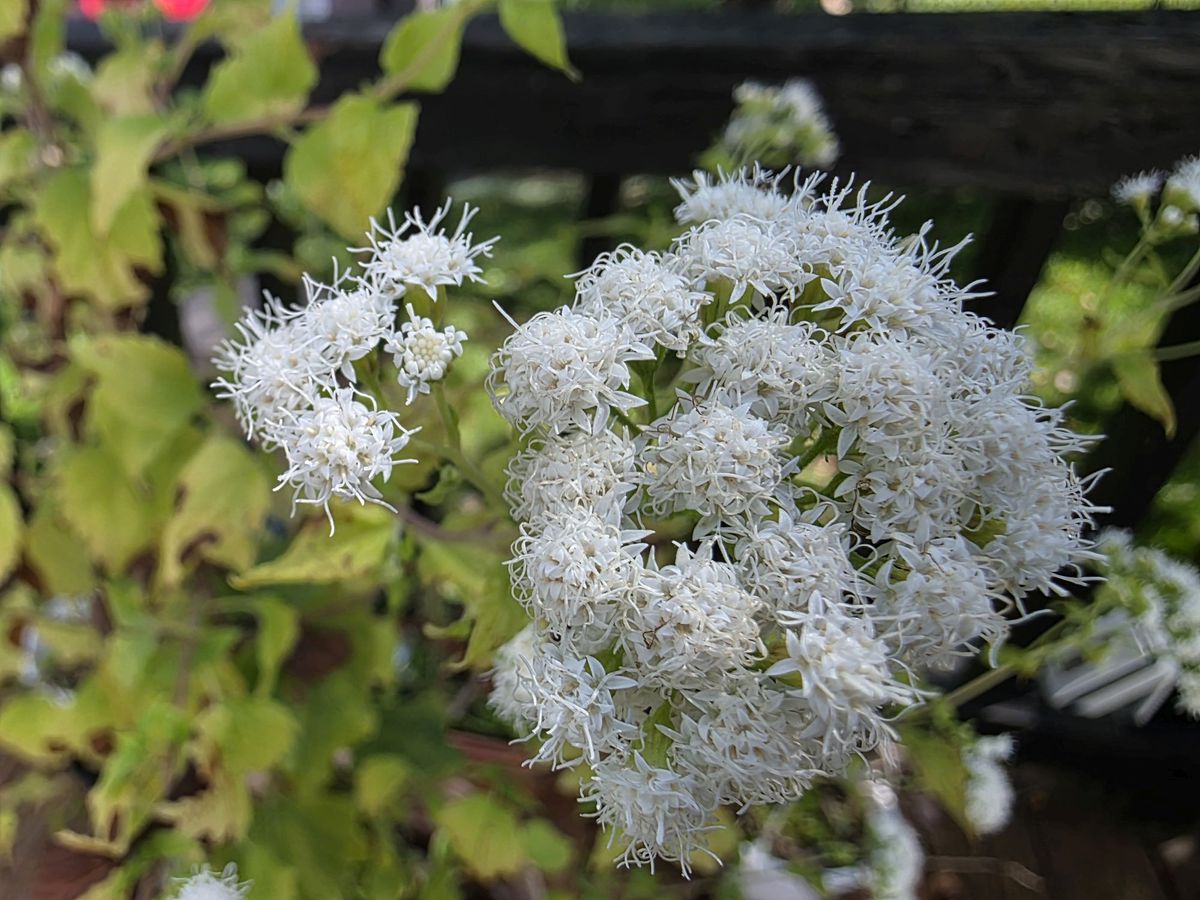 Samsung Galaxy S25 Ultra macro sample.
