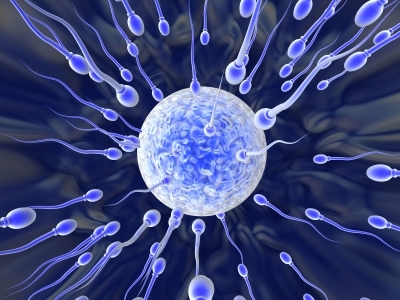 How much sperm does a male produce in one day Why Are 250 Million Sperm Cells Released During Sex Live Science