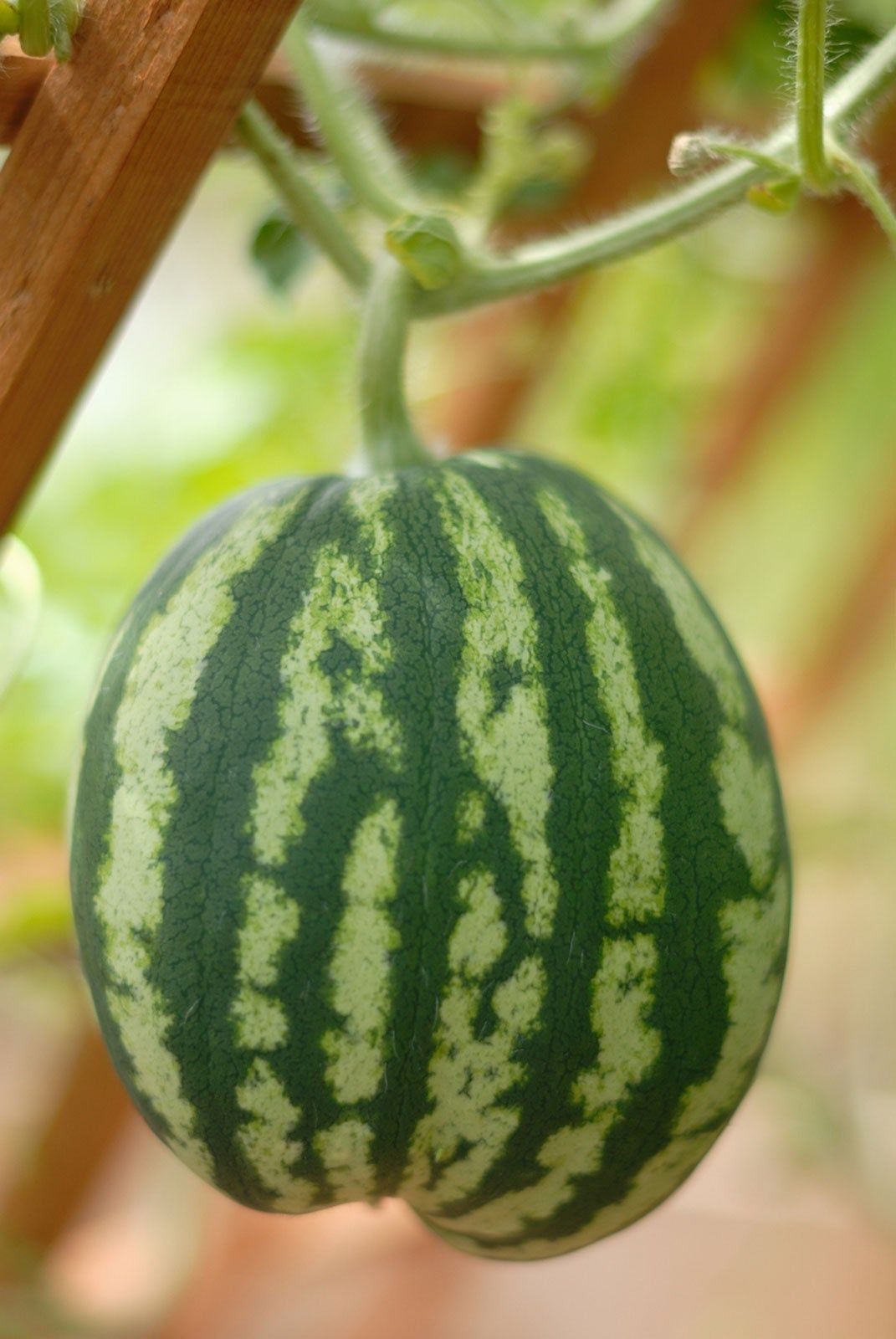 Watermelon Vine Growing On A Trellis