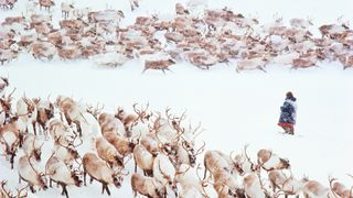 A man stands in the snow surrounded by dozens of reindeer