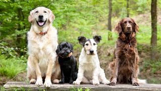 New study reveals dog life expectancy by breed