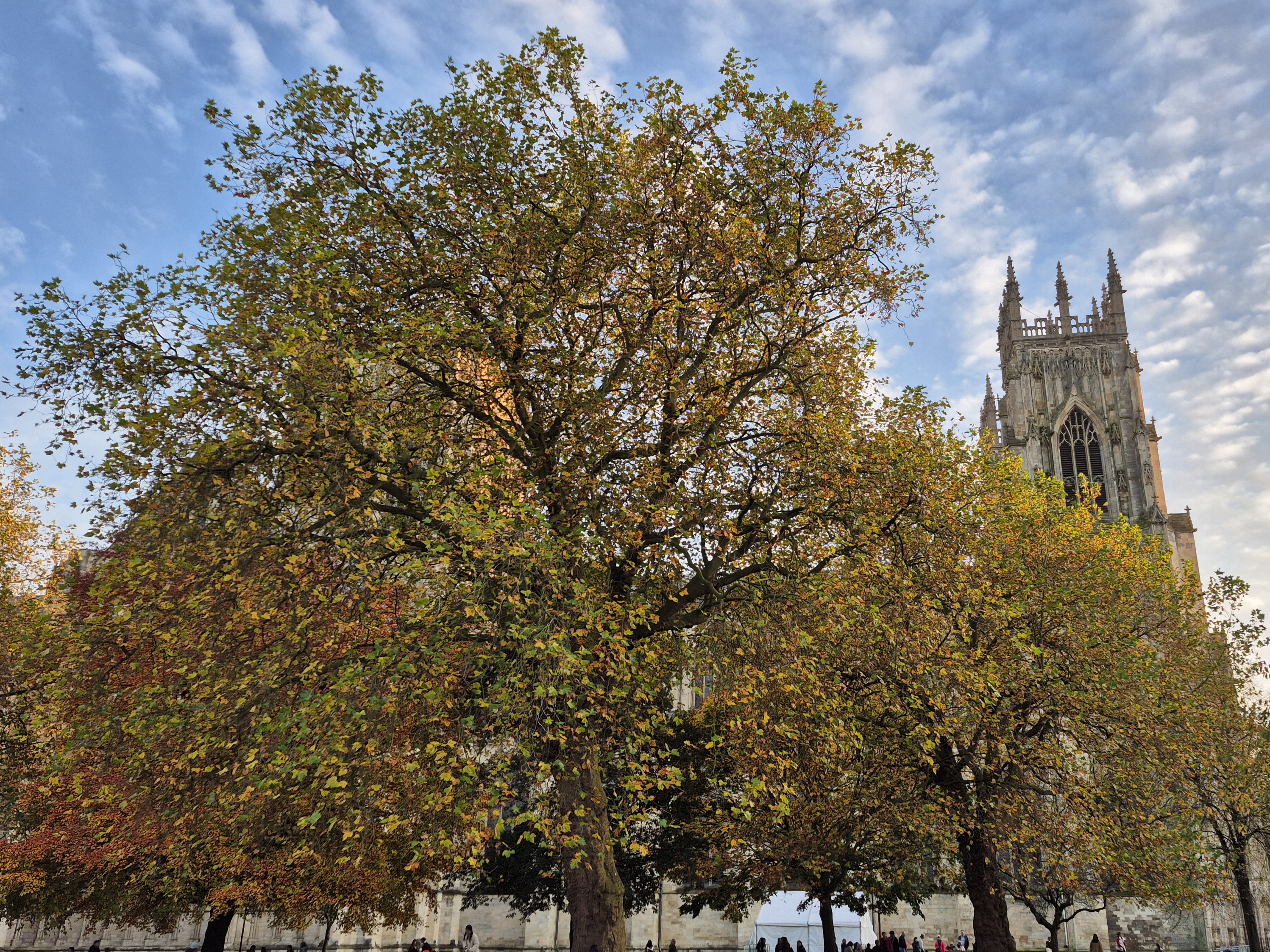 A picture of a tree outdoors