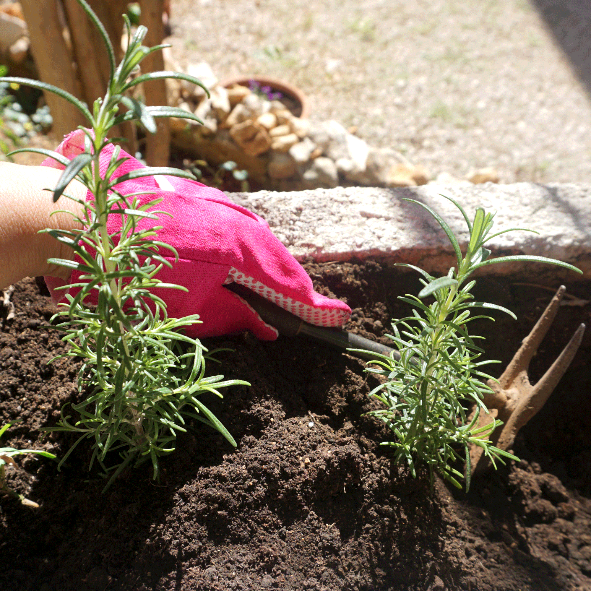 Rosemary plant in garden